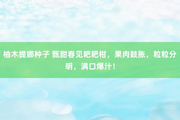柚木提娜种子 甄甜春见耙耙柑，果肉鼓胀，粒粒分明，满口爆汁！